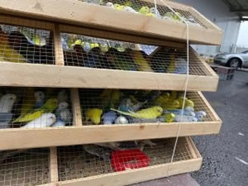 В Хабаровский край под контролем Россельхознадзора доставлены попугаи и морские свинки Приморское межрегиональное управление Россельхознадзора